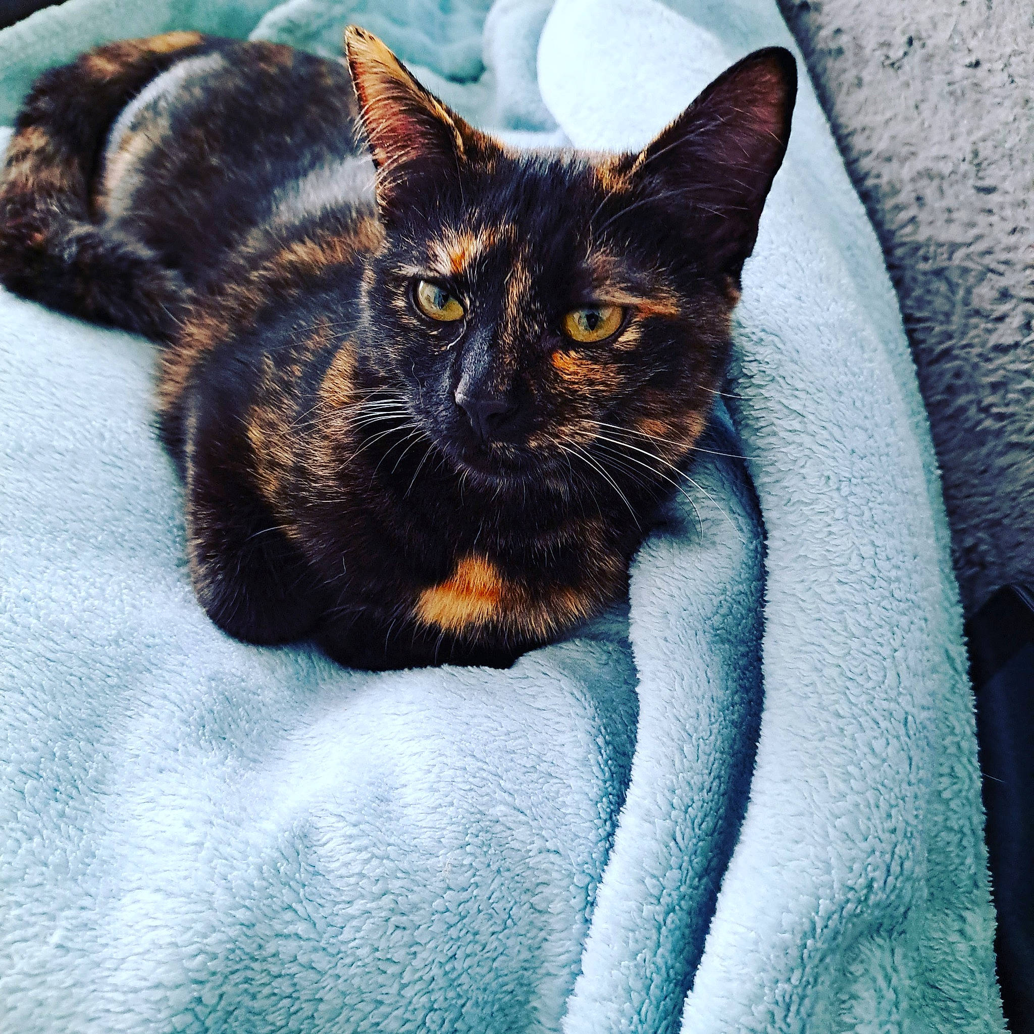 Tina a rejoint le concours — aidez-le/la à gagner de superbes lots ! azure, black_cat, carnivore, cat, cat_supply, claw, comfort, domestic_short_haired_cat, electric_blue, eye, felidae, fur, head, paw, small_to_medium_sized_cats, snout, tail, terrestrial_animal, tints_and_shades, whiskers