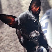 Penelope joined the competition — help win amazing prizes! dog, black_dog, close_up, ears, pet, animal, curious, fur, indoor, blurry_background, portrait, cute, small_dog, canine, whiskers, nose, eyes, lighting, shadow, watermark