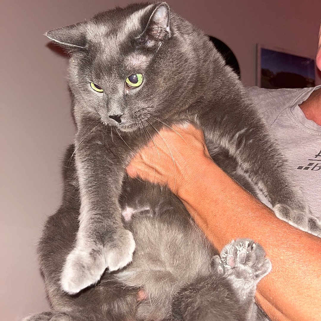 Leena is registered to the contest to win money with this photo: abyssinian, accessories, animal, bed, bedroom, cat, couch, electronics, face, furniture, head, indoors, interiordesign, kitten, manx, person, pet, photography, portrait, room