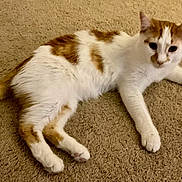 Dewee joined the competition — help win amazing prizes! cat, orange_and_white, feline, pet, indoor, carpet, resting, animal, whiskers, ears, tail, paws, fur, cute, domestic, laying_down, relaxed, looking_away, mammal, companion