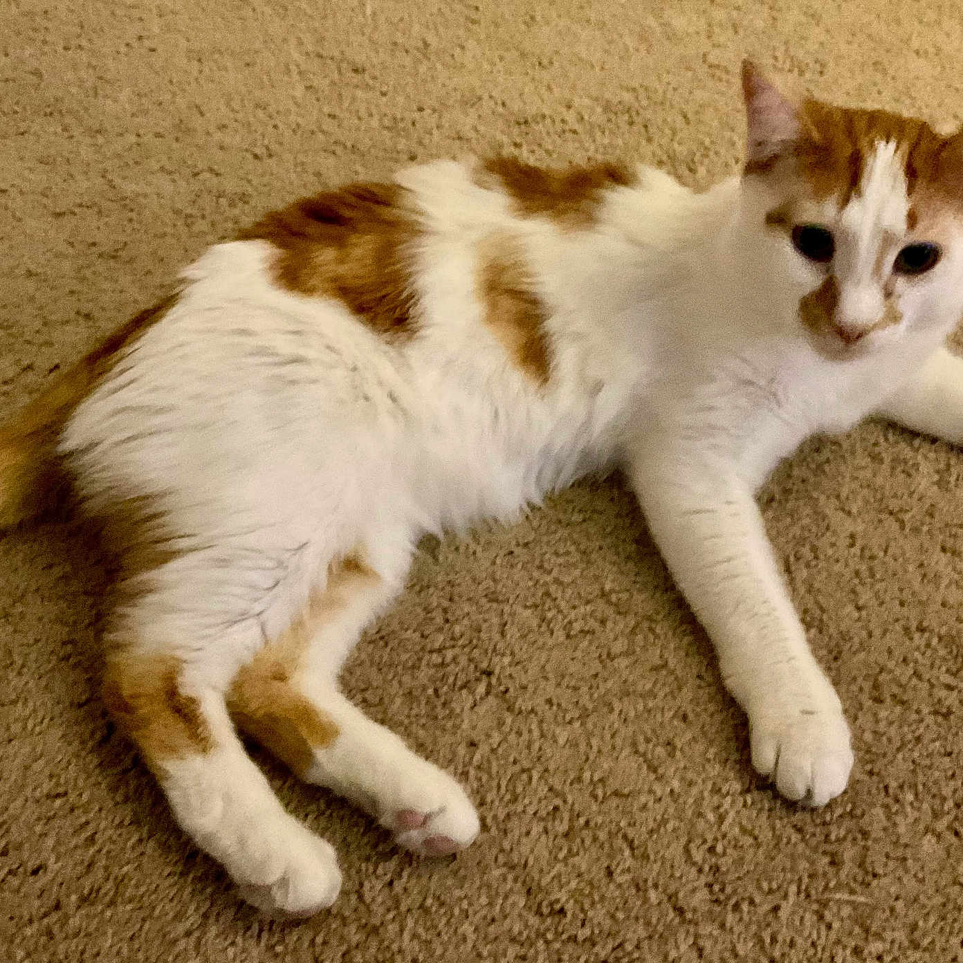 Dewee joined the competition — help win amazing prizes! animal, carpet, cat, companion, cute, domestic, ears, feline, fur, indoor, laying_down, looking_away, mammal, orange_and_white, paws, pet, relaxed, resting, tail, whiskers