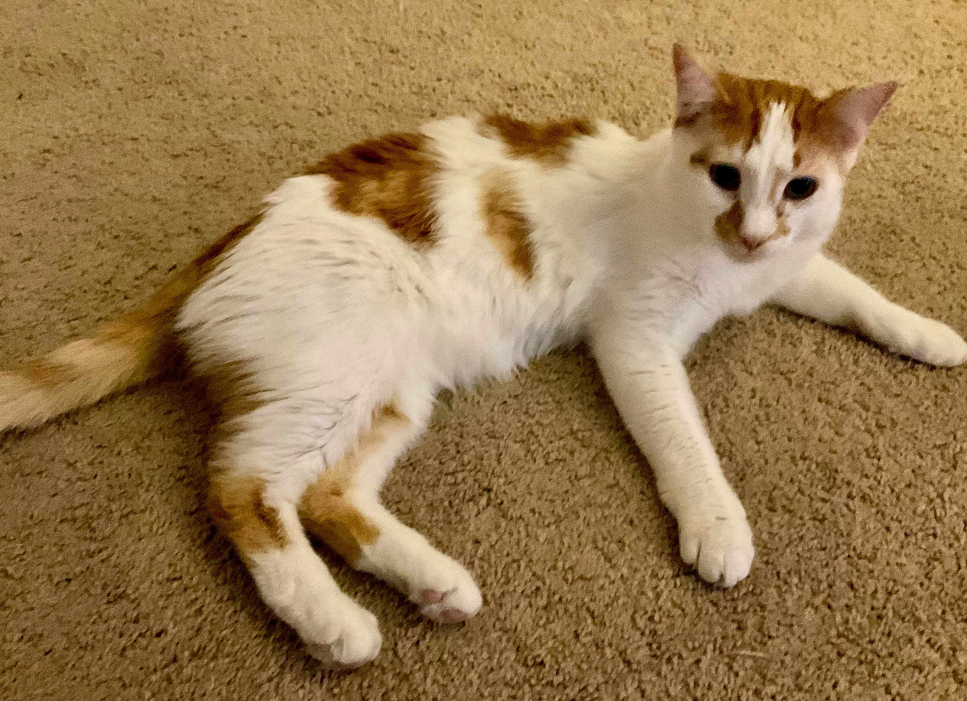 Dewee joined the competition — help win amazing prizes! cat, orange_and_white, feline, pet, indoor, carpet, resting, animal, whiskers, ears, tail, paws, fur, cute, domestic, laying_down, relaxed, looking_away, mammal, companion