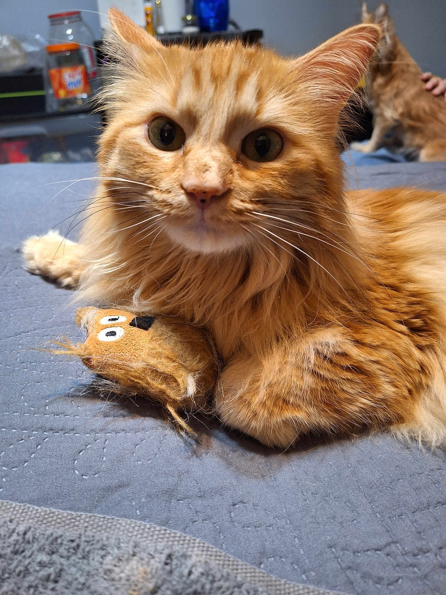 Cheeze joined the competition — help win amazing prizes! cat, orange_cat, fluffy, pet, toy_mouse, bedspread, blue, quilted, indoor, feline, whiskers, ears, paws, closeup, animal, cute, relaxed, domestic, two_cats, background