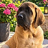 dog, puppy, mastiff, large_breed, droopy_face, sitting, outdoor, garden, patio, flowers, pink_flowers, greenery, tree, potted_plant, lantern, sunlight, backyard, portrait, fawn_coat, floppy_ears