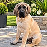 Boskoo participe au concours pour gagner de l'argent avec cette photo : dog, puppy, mastiff, sitting, portrait, outdoor, garden, patio, sunlight, animal, pet, wrinkled_face, floppy_ears, tan_fur, black_muzzle, front_view, potted_plant, flowers, stone_paving, hedge