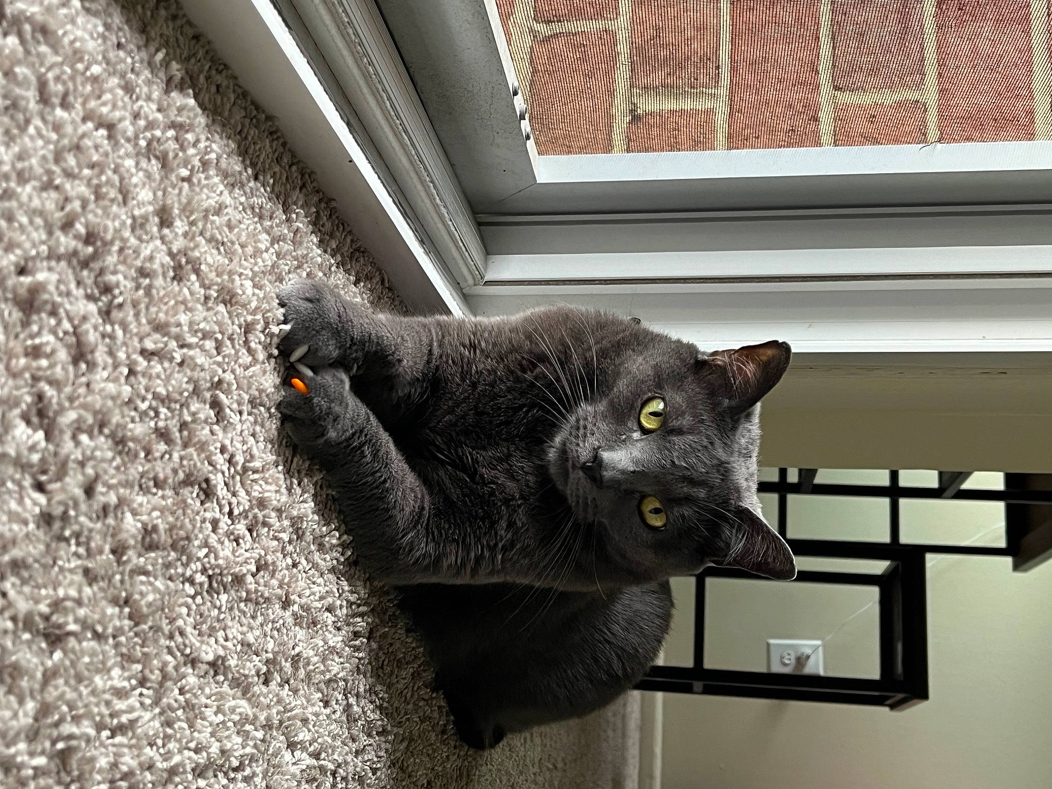 Ares is registered to the contest to win money with this photo: art, black_cat, bombay, carnivore, cat, claw, domestic_short_haired_cat, felidae, fur, grey, plant, russian_blue, small_to_medium_sized_cats, snout, tail, whiskers, window