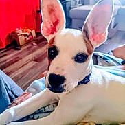 Na-Bi is registered to the contest to win money with this photo: animal, blanket, canine, close_up, collar, cute, dog, domestic, floor, furniture, home, indoor, large_ears, living_room, person_hand, pet, puppy, relaxing, resting, white_dog