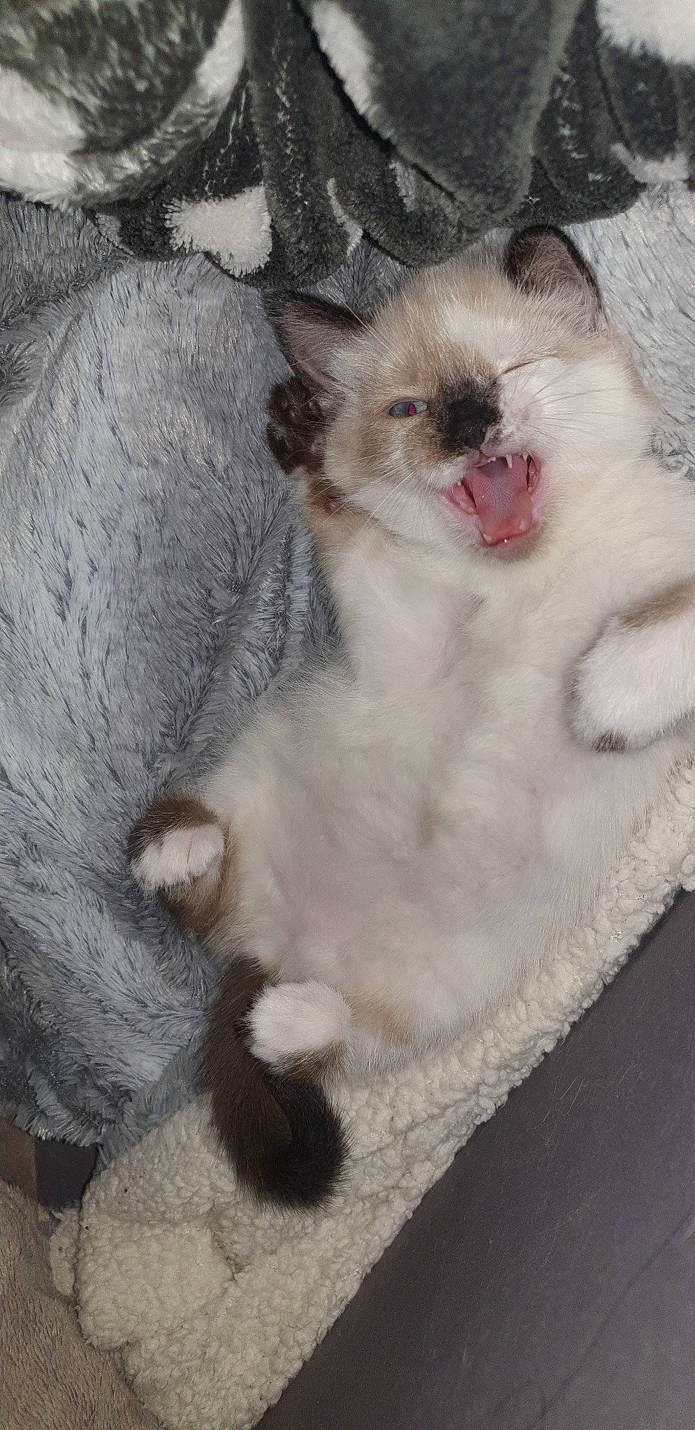 Baby Nala a rejoint le concours — aidez-le/la à gagner de superbes lots ! asian, balinese, carnivore, cat, ear, fawn, felidae, german_rex, kitten, mammal, munchkin, ojos_azules, paw, polydactyl_cat, ragdoll, singapura, small_to_medium_sized_cats, thai, vertebrate, whiskers