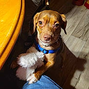 Duke joined the competition — help win amazing prizes! animal, canine, chihuahua, clothing, couch, cushion, dog, face, furniture, head, homedecor, hound, jeans, pants, person, pet, photography, portrait, puppy, wood