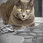 Nala participe au concours pour gagner de l'argent avec cette photo : cat, gray_cat, yellow_eyes, pet, animal, indoor, table, rope_leash, papers, close_up, feline, resting, calm, whiskers, ears, face, fur, domestic_animal, portrait, focused