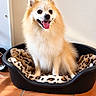dog, fluffy, small_dog, pomeranian, pet, canine, sitting, tongue_out, smiling, open_mouth, pointed_ears, fur, white_fur, orange_fur, dog_bed, blanket, leopard_print, indoor, tile_floor, portrait