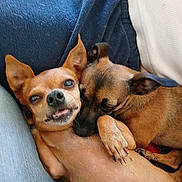 Zoey-Chula joined the competition — help win amazing prizes! affection, blanket, brown_fur, canine, close_up, companion, cuddle, cute, dog, ears, friendship, fur, indoor, paw, pet, relaxed, resting, small_dog, snuggle, tongue