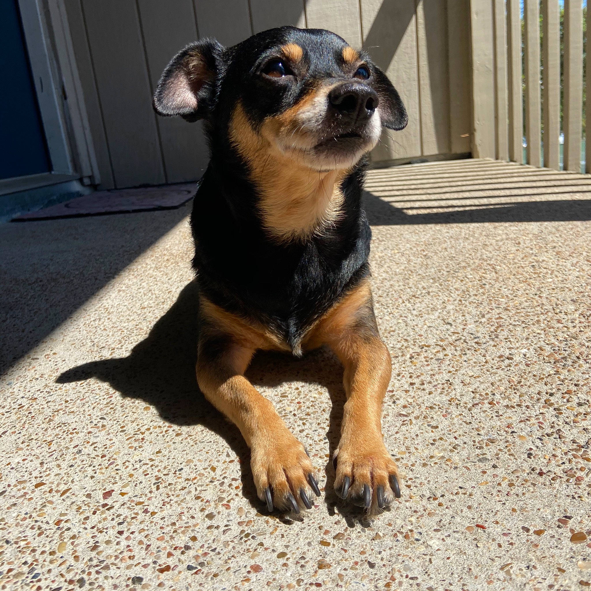 Dr. Spencer Reid joined the competition — help win amazing prizes! black_and_tan_terrier, canidae, carlin_pinscher, carnivore, companion_dog, dog, dog_breed, english_toy_terrier, fawn, german_pinscher, lancashire_heeler, mammal, miniature_pinscher, pinscher, prazsky_krysarik, puppy, snout, toy_dog, vertebrate