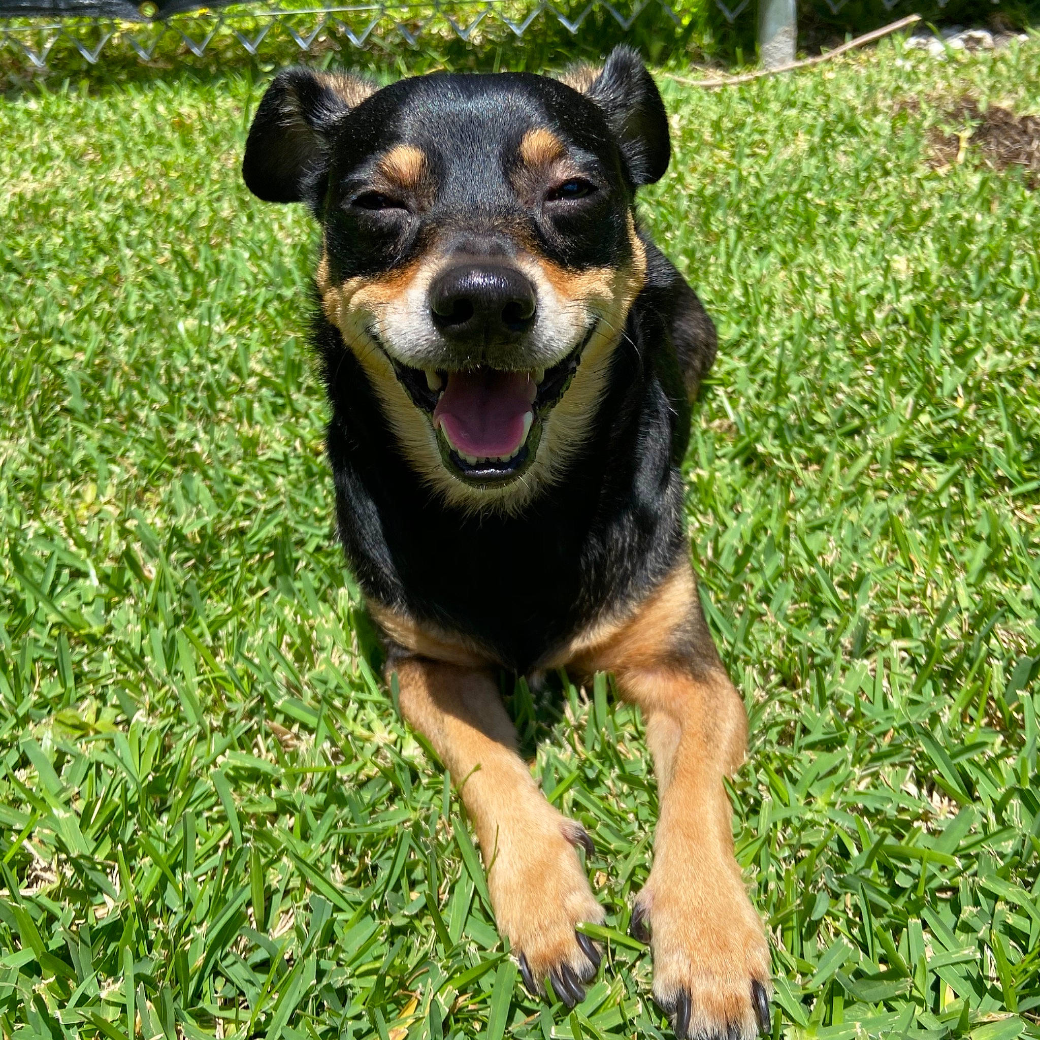 Dr. Spencer Reid joined the competition — help win amazing prizes! appenzeller_sennenhund, black_and_tan_terrier, canidae, carlin_pinscher, carnivore, companion_dog, dog, dog_breed, german_pinscher, grass, huntaway, lancashire_heeler, mammal, miniature_pinscher, plant, rare_breed_dog, sporting_group, texas_heeler, vertebrate, working_dog