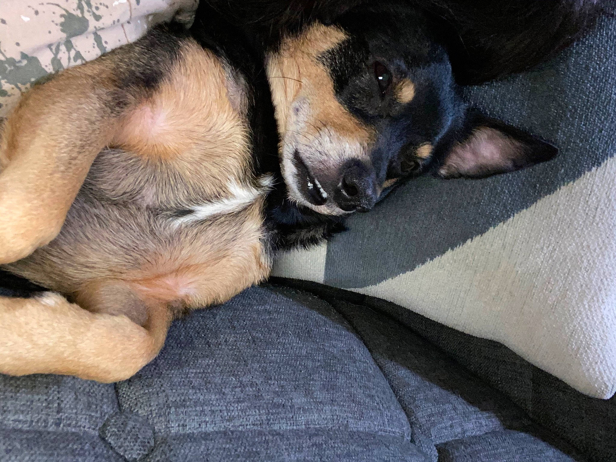 Dr. Spencer Reid is registered to the contest to win money with this photo: canidae, carnivore, companion_dog, dog, dog_breed, huntaway, mammal, miniature_pinscher, nap, paw, puppy, puppy_love, snout, street_dog, vertebrate