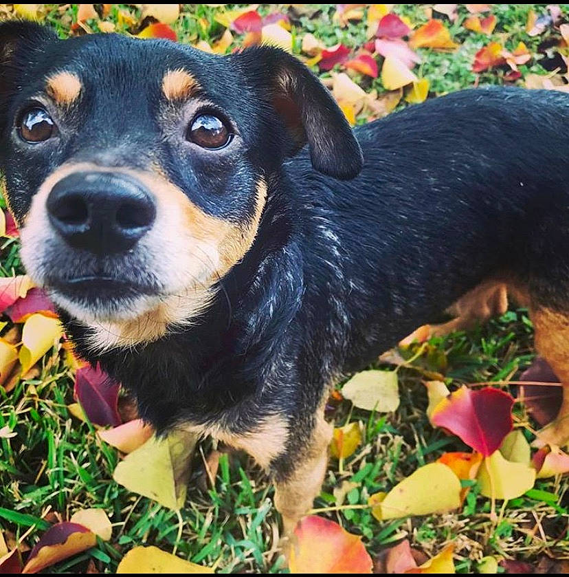 Dr. Spencer Reid joined the competition — help win amazing prizes! black_and_tan_terrier, canidae, carlin_pinscher, carnivore, companion_dog, dog, dog_breed, grass, mammal, miniature_pinscher, plant, puppy, snout, vertebrate