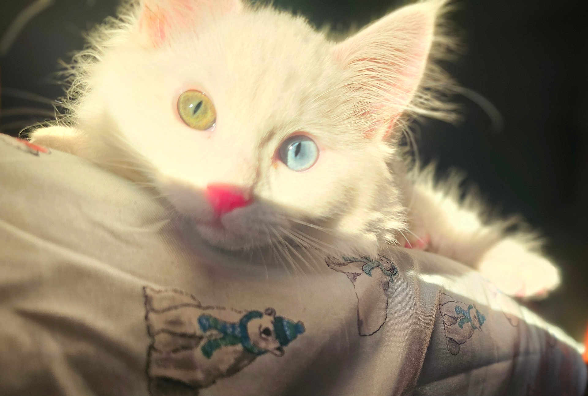 Snowball is registered to the contest to win money with this photo: cat, white_cat, heterochromia, green_eye, blue_eye, close_up, pink_nose, sunlight, shadow, blanket, polar_bear_design, animal, pet, feline, resting, soft_fur, cute, indoor, cozy, portrait