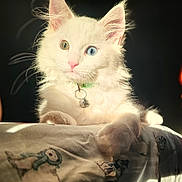 Snowball joined the competition — help win amazing prizes! cat, white_cat, heterochromia, blue_eye, green_eye, fluffy_fur, pet, collar, bell, pink_nose, whiskers, blanket, animal_print, indoor, sunlight, closeup, cute, relaxed, feline, portrait