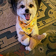 Kipper joined the competition — help win amazing prizes! dog, toy, plush_toy, carpet, bandana, happy, pet, indoor, cute, small_dog, tongue_out, animal, fur, ears, smiling, playful, sitting, stuffed_animal, home, floor