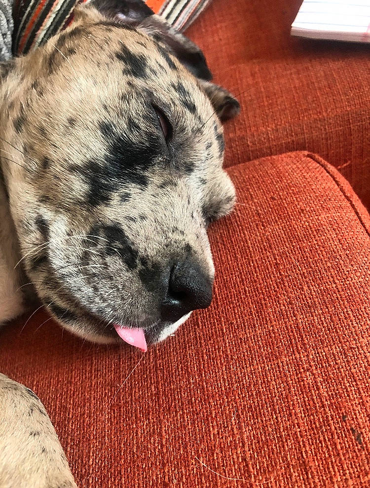 Jack joined the competition — help win amazing prizes! canidae, carnivore, companion_dog, dog, dog_breed, ear, great_dane, mammal, nap, non_sporting_group, puppy, sleep, snout