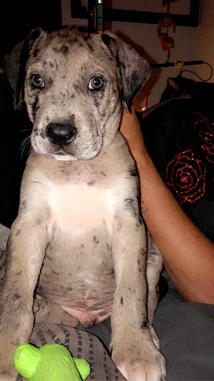 Jack joined the competition — help win amazing prizes! bully_kutta, canidae, carnivore, catahoula_bulldog, dog, dog_breed, fawn, great_dane, guard_dog, louisiana_catahoula_leopard_dog, mammal, non_sporting_group, snout, vertebrate