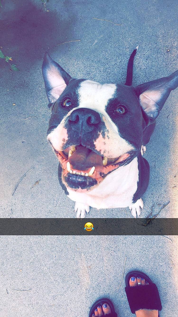 Max joined the competition — help win amazing prizes! american_staffordshire_terrier, boston_terrier, canidae, carnivore, companion_dog, dog, dog_breed, ear, fawn, french_bulldog, mammal, non_sporting_group, nose, pit_bull, snout