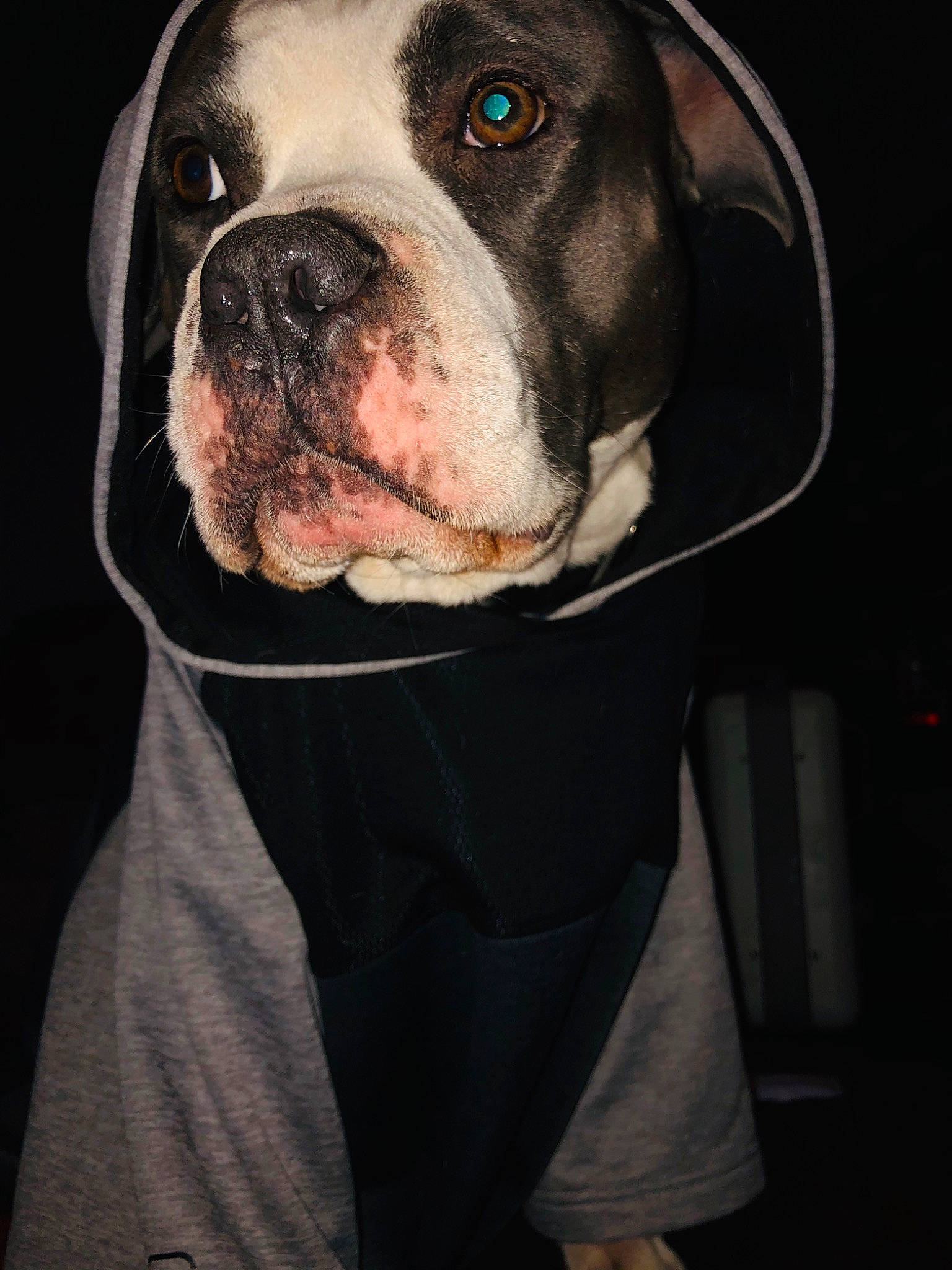 Max joined the competition — help win amazing prizes! american_bulldog, australian_bulldog, bulldog, canidae, carnivore, companion_dog, dog, dog_breed, fawn, molosser, non_sporting_group, nose, old_english_bulldog, olde_english_bulldogge, pit_bull, rare_breed_dog, renascence_bulldogge, snout, valley_bulldog, white_english_bulldog