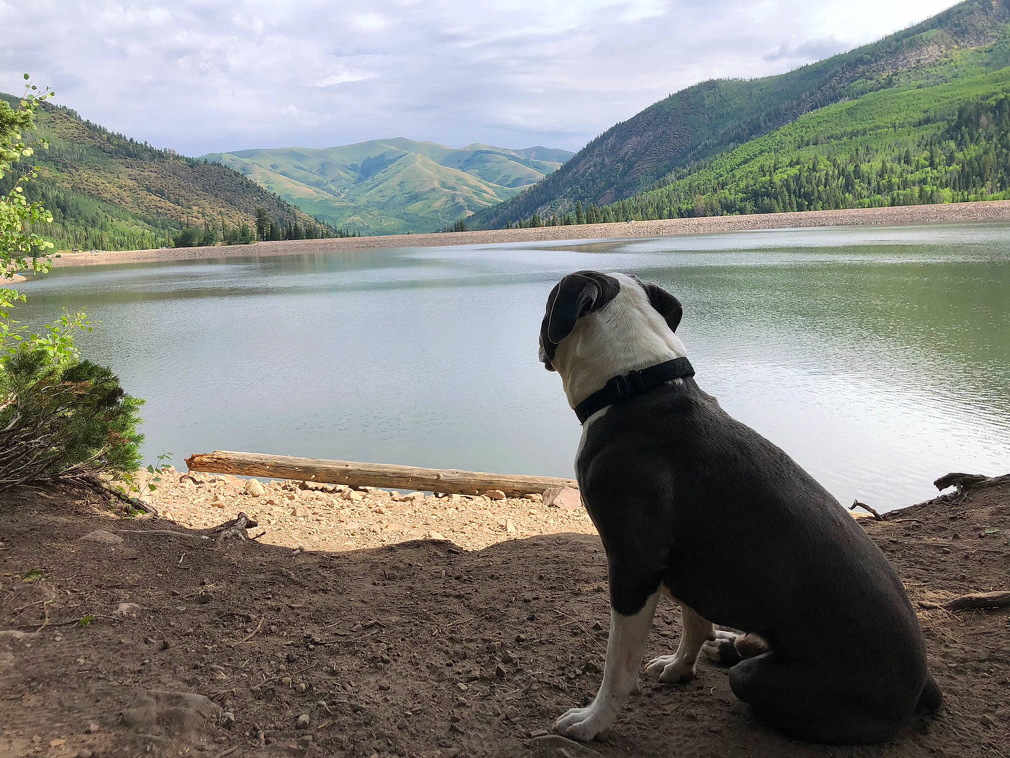Max is registered to the contest to win money with this photo: adventure, canidae, carnivore, cloud, dog, dog_breed, lake, mountain, mountainous_landforms, non_sporting_group, reservoir, river, sky, tail, tourism, tree, vacation, water, water_resources, wilderness