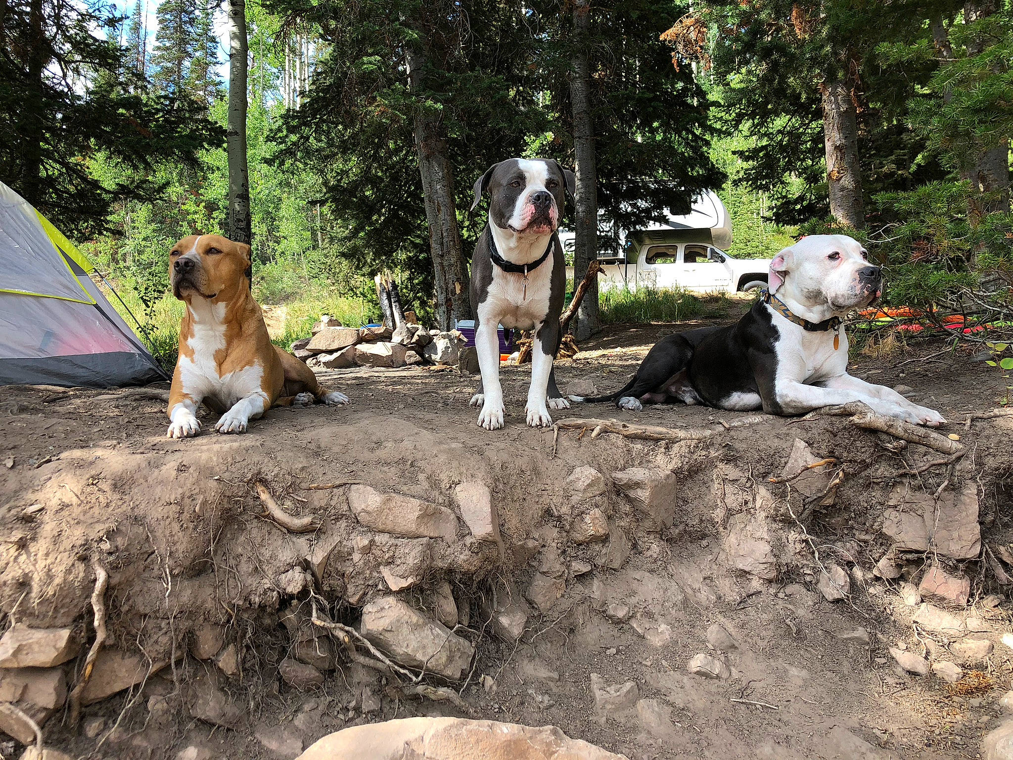 Max joined the competition — help win amazing prizes! adventure, beagle, canidae, carnivore, companion_dog, dog, dog_breed, dog_hiking, dog_walking, fawn, finnish_hound, hunting_dog, mammal, sporting_group, tree, walking, working_dog