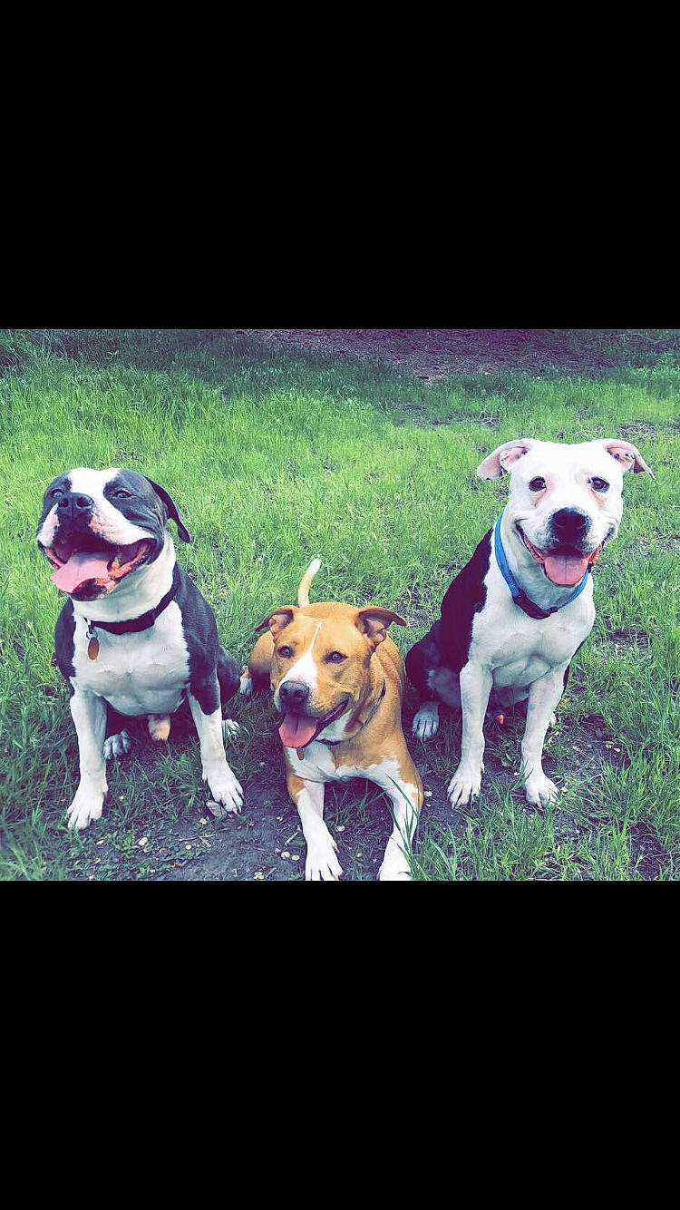 Max joined the competition — help win amazing prizes! american_bulldog, american_pit_bull_terrier, american_staffordshire_terrier, canidae, carnivore, companion_dog, dog, dog_breed, dog_collar, dog_walking, fawn, mammal, non_sporting_group, pit_bull, puppy, puppy_love, rare_breed_dog, snout, staffordshire_bull_terrier, vertebrate