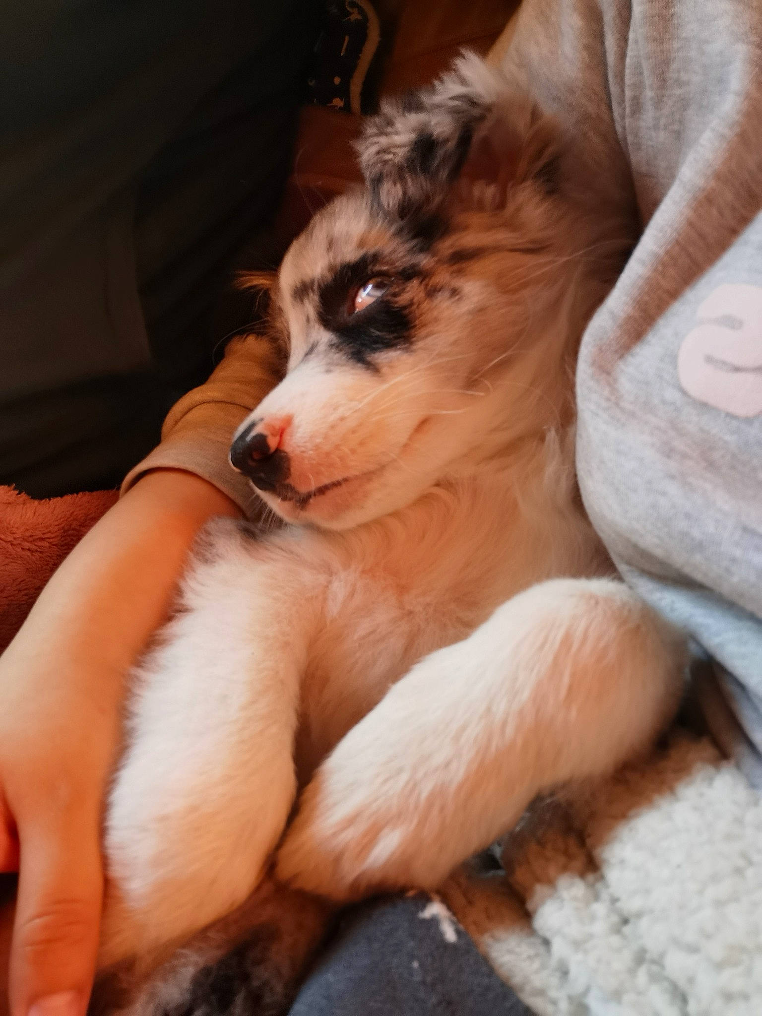 Loki participe au concours pour gagner de l'argent avec cette photo : canidae, carnivore, companion_dog, dog, dog_breed, fur, puppy, puppy_love, sporting_group