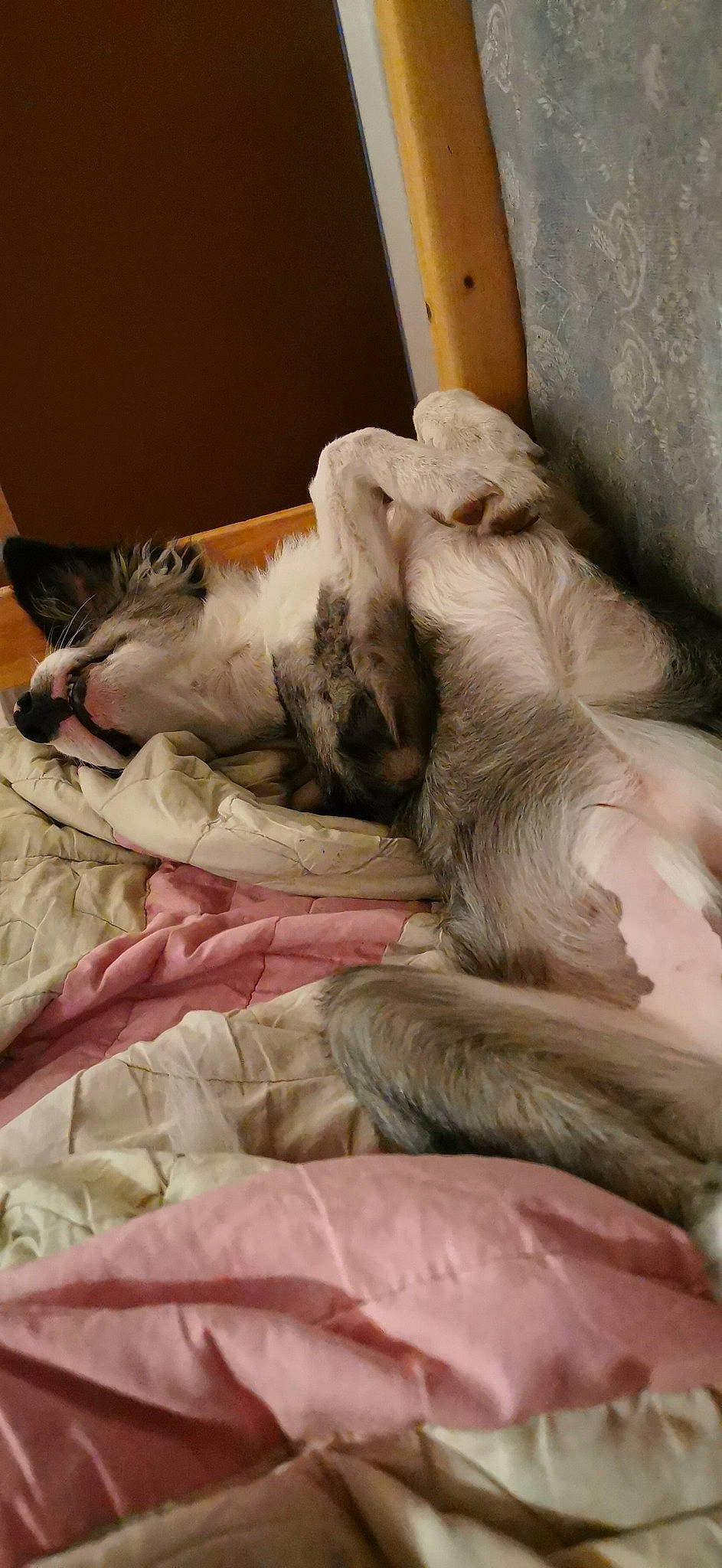 Loki a rejoint le concours — aidez-le/la à gagner de superbes lots ! canidae, carnivore, companion_dog, dog, dog_breed, english_setter, fawn, nap, non_sporting_group, paw, puppy, setter, sleep, sporting_group