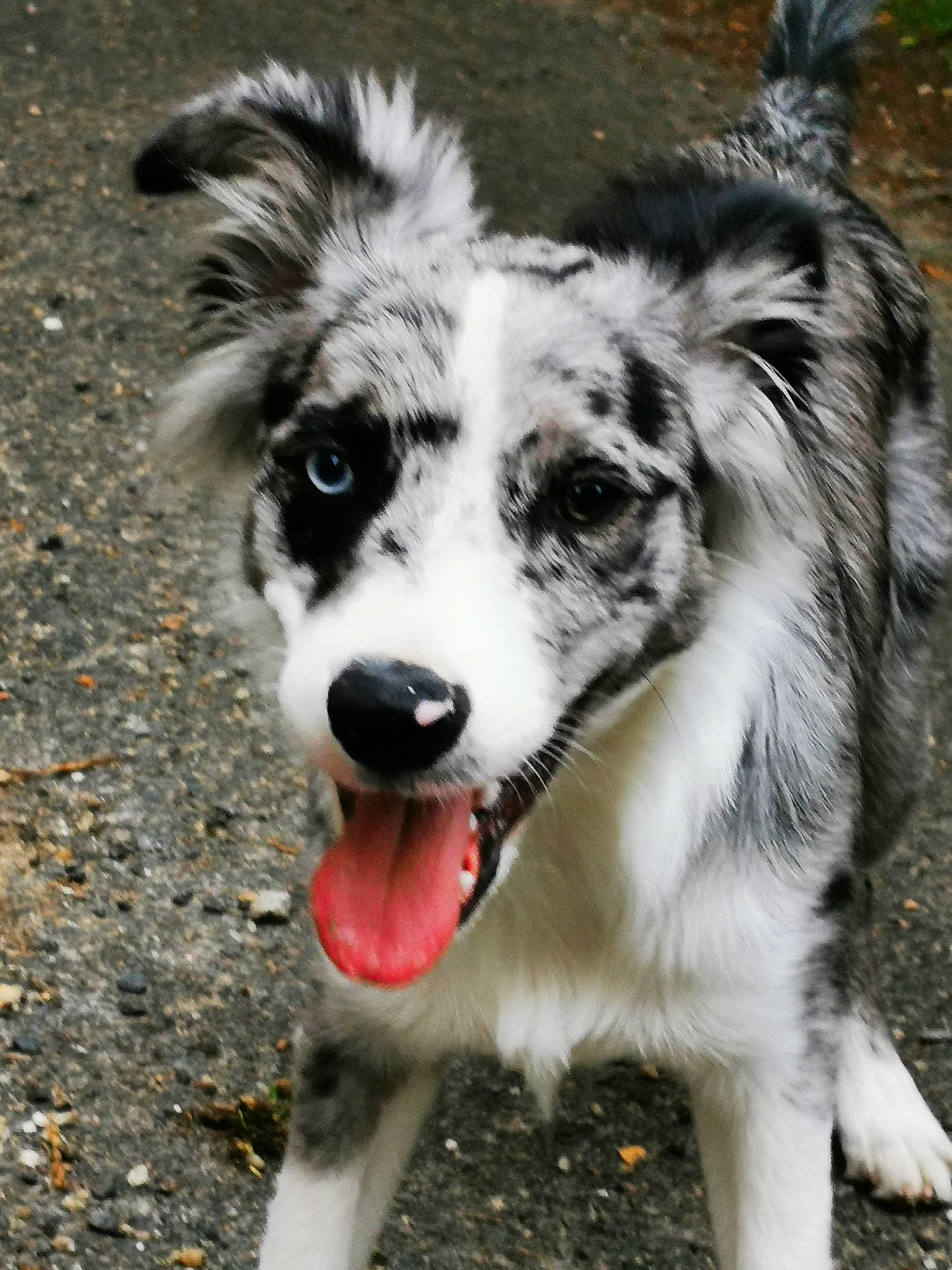Loki a rejoint le concours — aidez-le/la à gagner de superbes lots ! australian_collie, australian_shepherd, border_collie, canidae, carnivore, companion_dog, dog, dog_breed, herding_dog, mammal, miniature_australian_shepherd, nose, puppy, rare_breed_dog, snout, sporting_group, vertebrate, welsh_sheepdog, working_dog