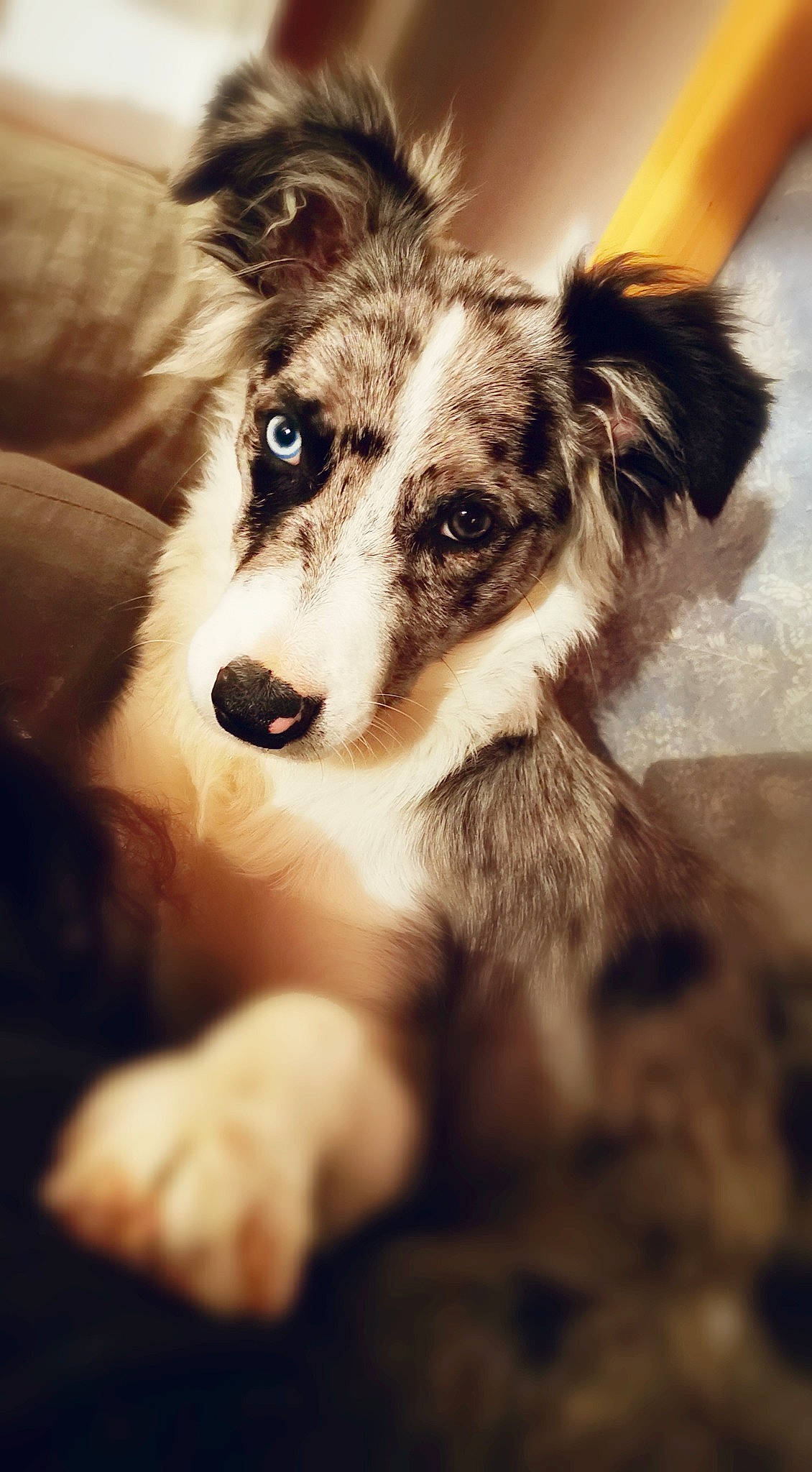 Loki participe au concours pour gagner de l'argent avec cette photo : australian_collie, australian_shepherd, border_collie, canidae, carnivore, companion_dog, dog, dog_breed, eye, fur, mammal, miniature_australian_shepherd, nose, puppy, rare_breed_dog, silken_windhound, snout, vertebrate, welsh_sheepdog, whiskers