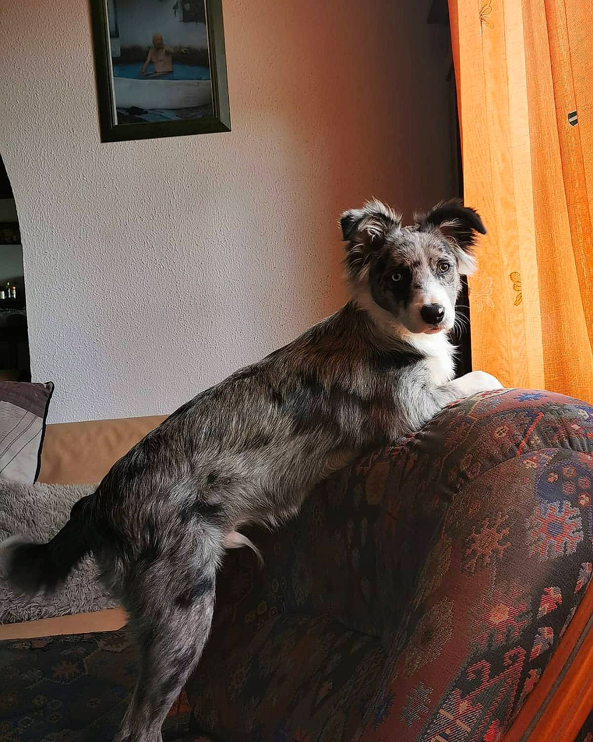 Loki a rejoint le concours — aidez-le/la à gagner de superbes lots ! australian_shepherd, canidae, carnivore, companion_dog, dog, dog_breed, fur, furniture, koolie, lurcher, mammal, scottish_deerhound, silken_windhound, sporting_group, vertebrate