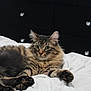 animal, bed, cat, cozy, cute, domestic_cat, ears, feline, fur, furry, green_eyes, indoor, paws, pet, relaxed, resting, striped, tabby_cat, whiskers, white_bedspread