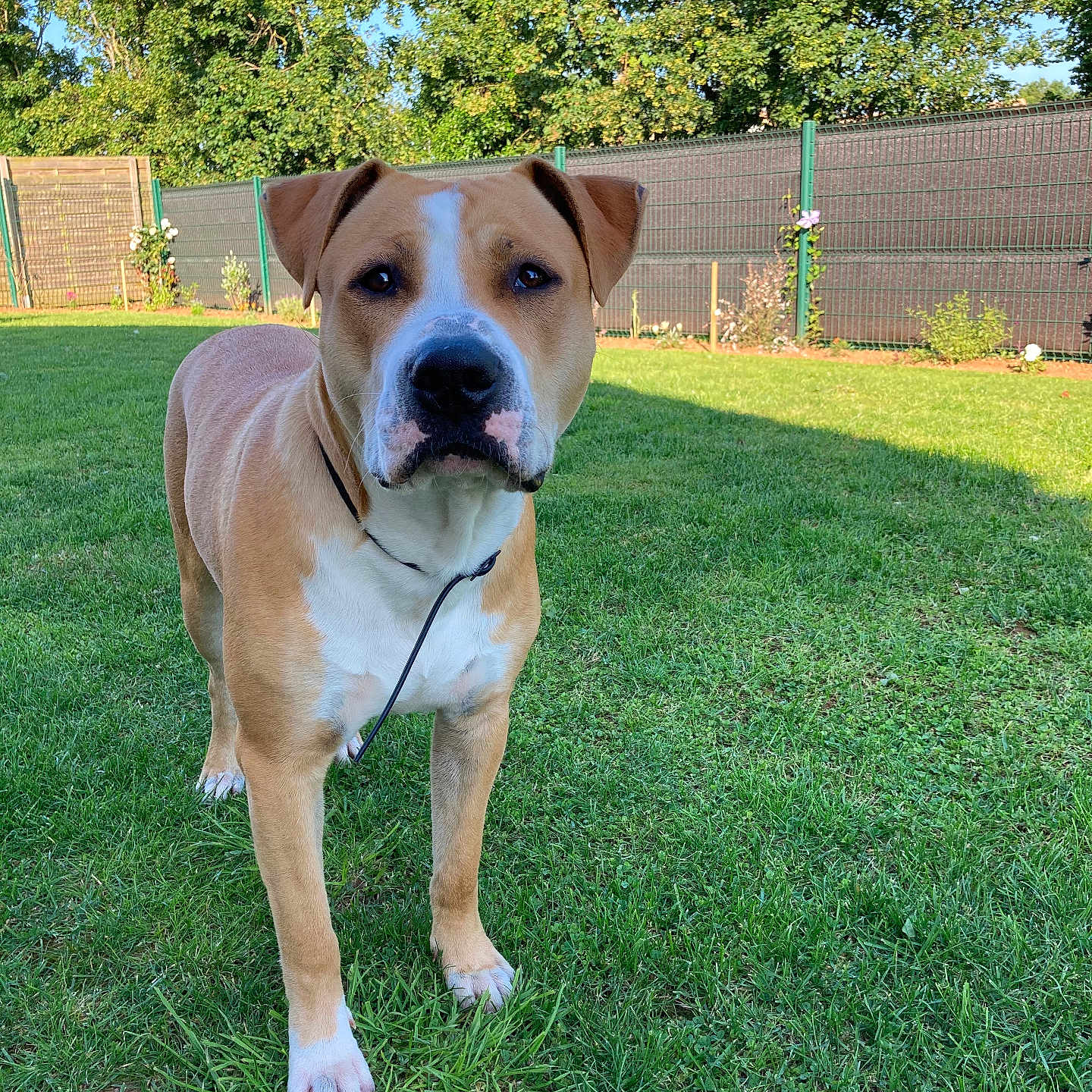 Kaïs participe au concours pour gagner de l'argent avec cette photo : accessories, animal, backyard, boxer, bulldog, canine, dog, grass, hound, lawn, nature, outdoors, pet, pitbull, plant, puppy, strap, tree, vegetation, yard