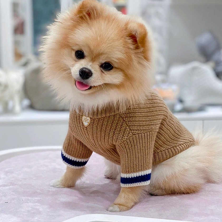 Puppy
