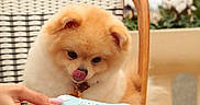 Puppy a rejoint le concours — aidez-le/la à gagner de superbes lots ! dog, puppy, birthday, cookie, bone_shaped_cookie, frosting, fluffy, cream_colored, sitting, chair, outdoor, cafe, patio, festive, celebration, human_hand, treat, tongue_out, plants, decorative_lights