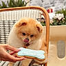 dog, puppy, birthday, cookie, bone_shaped_cookie, frosting, fluffy, cream_colored, sitting, chair, outdoor, cafe, patio, festive, celebration, human_hand, treat, tongue_out, plants, decorative_lights