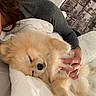 Puppy a rejoint le concours — aidez-le/la à gagner de superbes lots ! puppy, dog, sleeping, fluffy, golden, pet, cuddling, bed, blanket, bedroom, cozy, relaxed, upside_down, snuggling, fur, nose, pillow, person, indoors, portrait