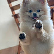 Puppy participe au concours pour gagner de l'argent avec cette photo : dog, puppy, fluffy, white_fur, pomeranian, small_dog, cute, happy, smiling, open_mouth, pink_tongue, raised_paws, paw_pads, portrait, indoor, wooden_chair, home, sitting, pet, playful