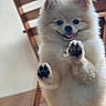 dog, puppy, fluffy, white_fur, pomeranian, small_dog, cute, happy, smiling, open_mouth, pink_tongue, raised_paws, paw_pads, portrait, indoor, wooden_chair, home, sitting, pet, playful