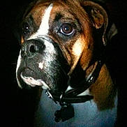 Buffy joined the competition — help win amazing prizes! dog, boxer, pet, animal, portrait, close_up, brown_and_white, brindle, muzzle, eyes, ears, collar, tag, indoor, dark_background, looking_at_camera, short_hair, canine, companion, photography