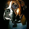 dog, boxer, pet, animal, portrait, close_up, brown_and_white, brindle, muzzle, eyes, ears, collar, tag, indoor, dark_background, looking_at_camera, short_hair, canine, companion, photography