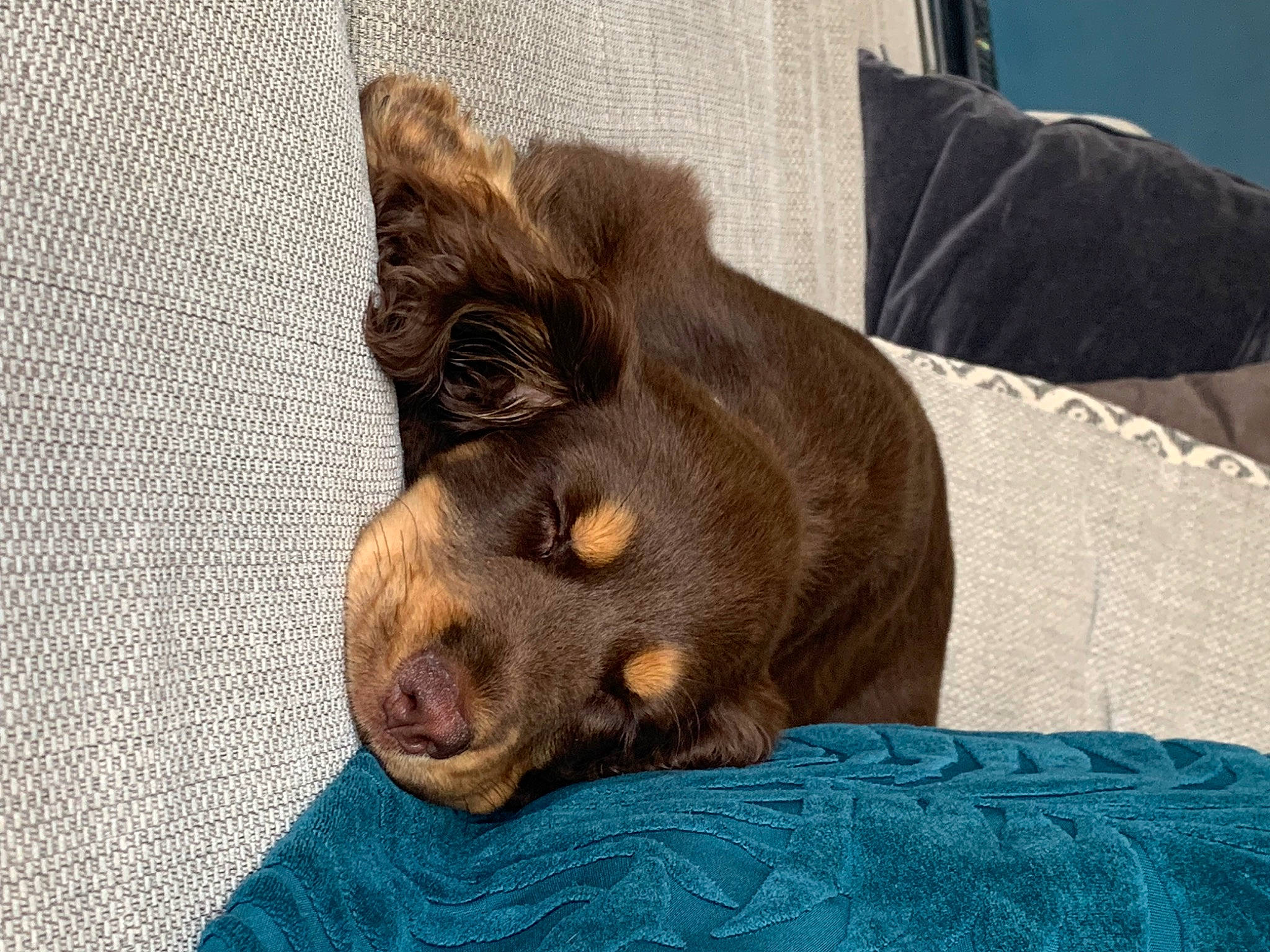 Indie joined the competition — help win amazing prizes! canidae, carnivore, comfort, companion_dog, dog, dog_breed, fawn, fur, guard_dog, hunting_dog, liver, puppy, sporting_group, terrestrial_animal, whiskers, wood, working_animal