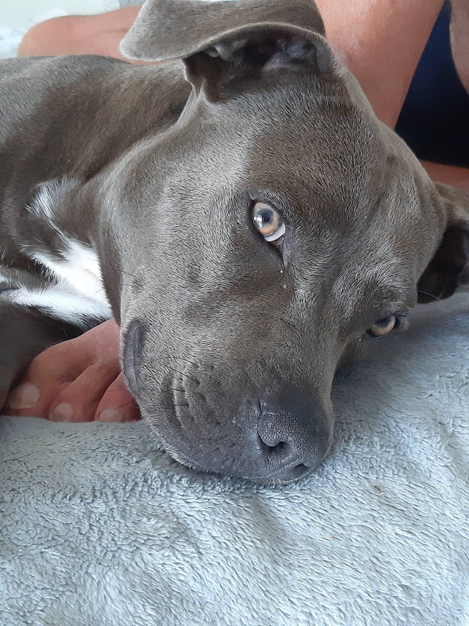 Pacha participe au concours pour gagner de l'argent avec cette photo : canidae, carnivore, dog, dog_breed, ear, fawn, great_dane, mammal, non_sporting_group, snout, sporting_group, weimaraner