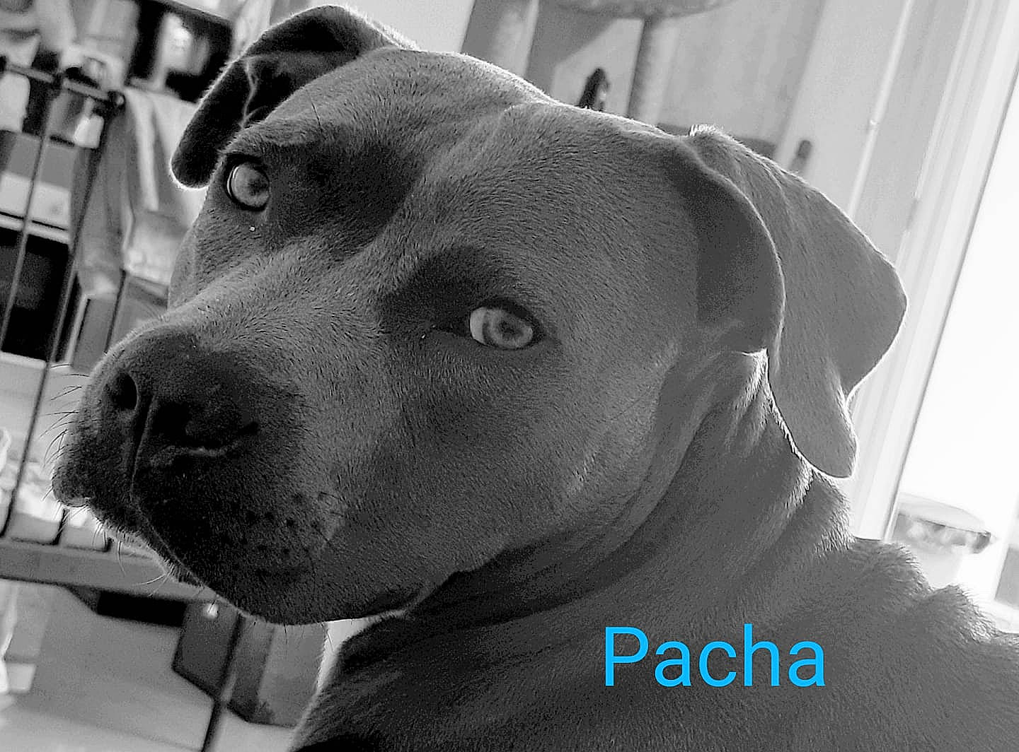 Pacha a rejoint le concours — aidez-le/la à gagner de superbes lots ! american_pit_bull_terrier, american_staffordshire_terrier, canidae, carnivore, dog, dog_breed, ear, fawn, mammal, non_sporting_group, nose, pit_bull, snout, sporting_group