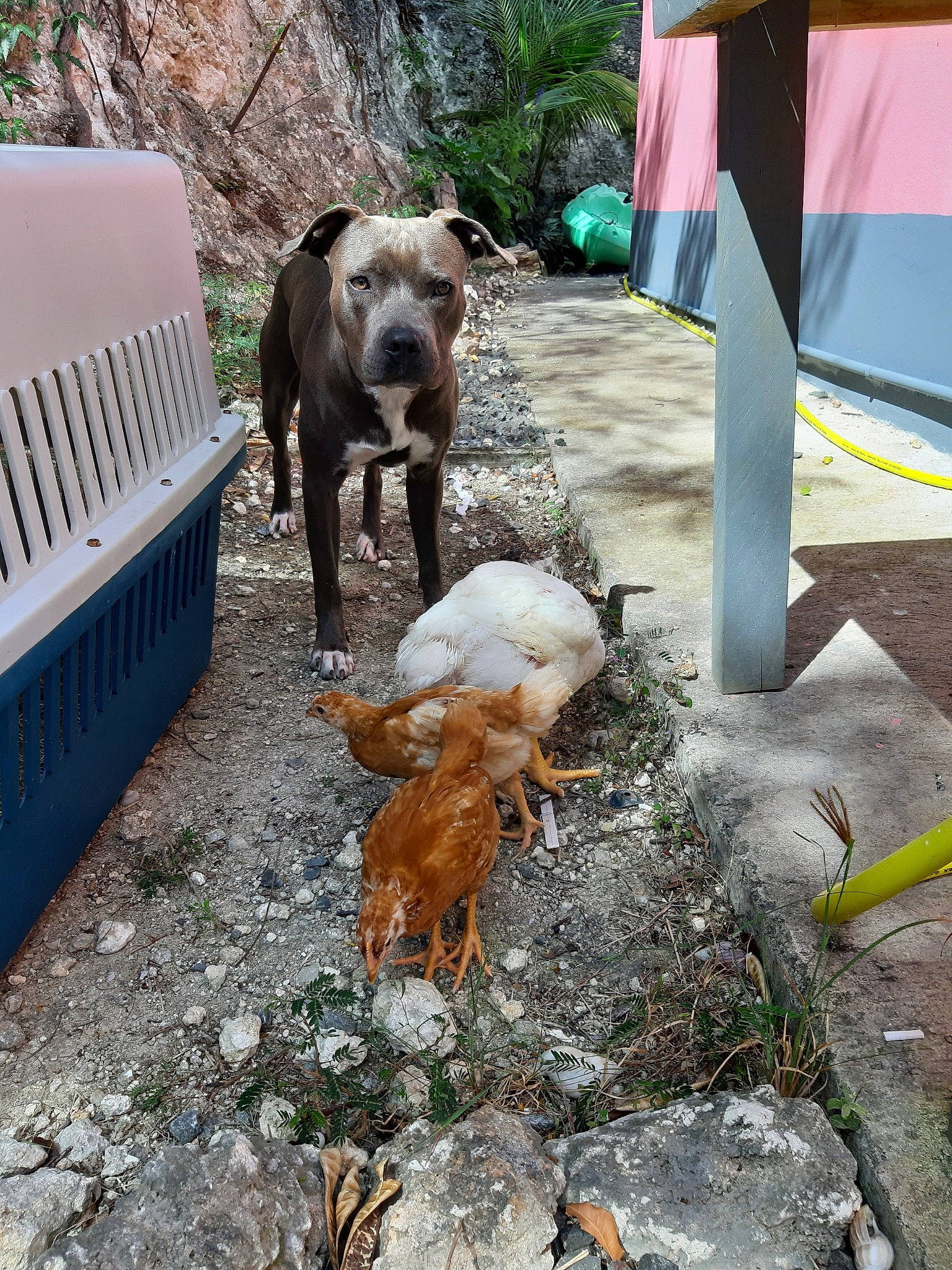 Pacha participe au concours pour gagner de l'argent avec cette photo : american_bulldog, american_pit_bull_terrier, american_staffordshire_terrier, canidae, carnivore, dog, dog_breed, fawn, hunting_dog, non_sporting_group, perro_de_presa_canario, pit_bull, staffordshire_bull_terrier