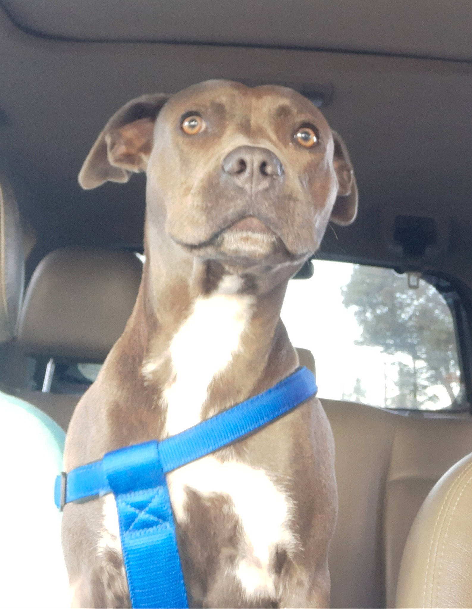 Pacha a rejoint le concours — aidez-le/la à gagner de superbes lots ! american_pit_bull_terrier, bandog, boxer, canidae, car, carnivore, dog, dog_breed, fawn, mammal, molosser, non_sporting_group, pit_bull, puppy, snout, sporting_group, staffordshire_bull_terrier, vehicle, vertebrate